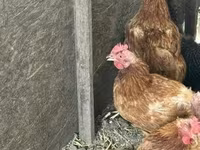 Chickens — foto 3