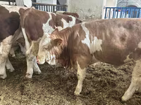 Bull, Simmental cattle — photo 4