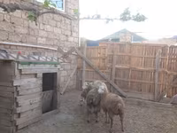 Qoç, Qoyunlar — foto 4