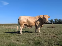 Byk, Charolais cattle — zdjęcie 3