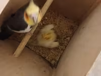 Məhsul: Nimfa (Cockatiel) cütlükləri və yuvalama dəsti Korella — 照片 4
