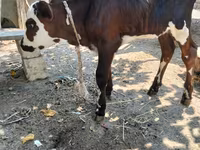 İnək, Simmental cattle — foto 3