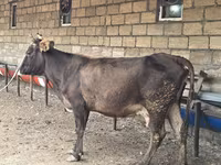 İnək, Mal-qara — foto 3