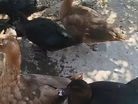 Ducks — photo 2