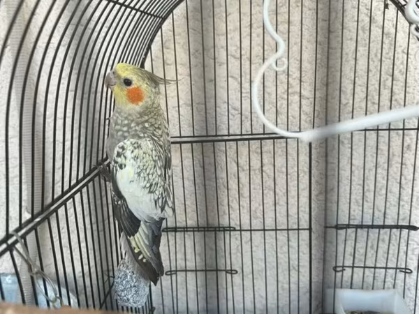 Real alana, qiymətdə razılaşmaq olar. Nimfa (Cockatiel) + qəfəs və