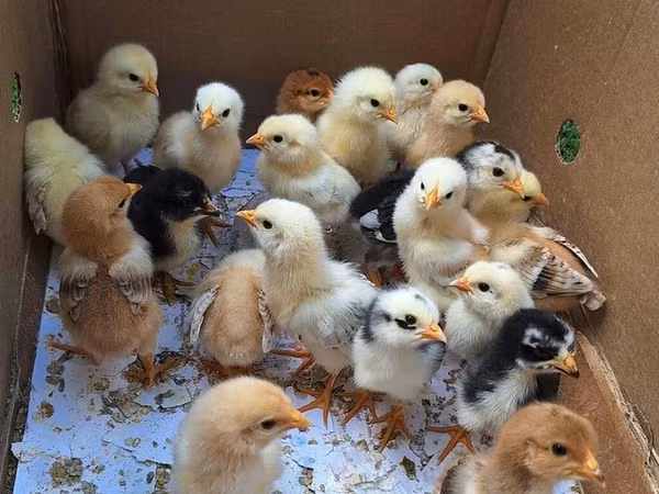Chickens — Azerbaijan