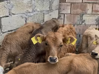 Buğa, Mal-qara — foto 3