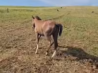 Horse (M), Karabakh horse — photo 5