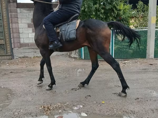 Koń, Thoroughbred horse