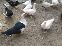 Ducks — Foto 1