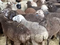 Sheep (batch, sex not specified), Sheep — photo 3