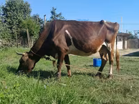 İnək, Simmental cattle — foto 1