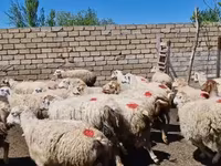 母羊, Sheep — 照片 7