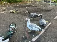 Turkeys — Foto 3