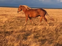 Кінь, Altai horse — фото 2