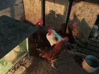 Chickens — photo 3
