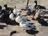 Ducks — foto 2