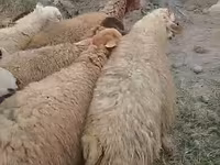 Ovejas (lote, sexo no especificado), Ovejas — foto 2