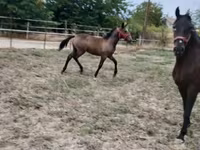 Égua, Lipizzaner — foto 5