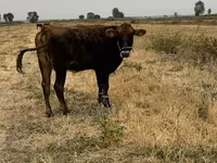 Kuh, Swiss cattle — Foto 2