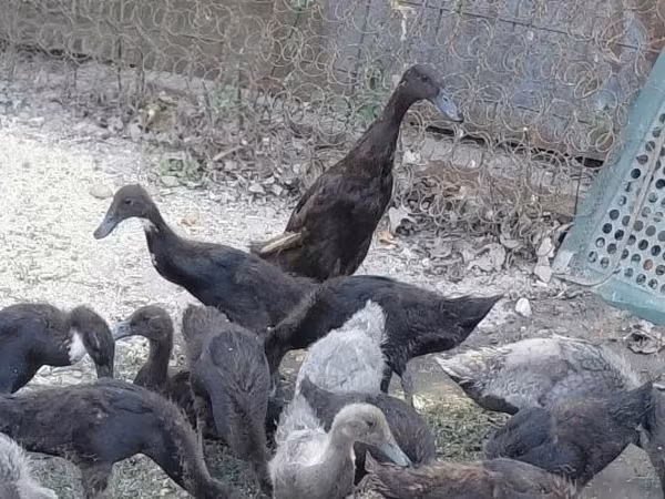 Індійська бігова