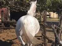 Égua, Lipizzaner — foto 2