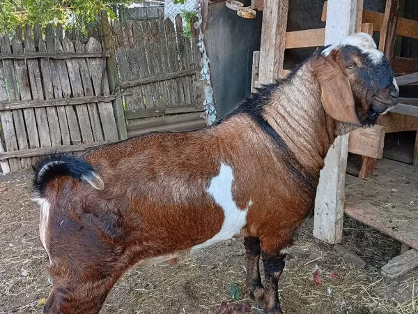 Bode, Nubian Goat