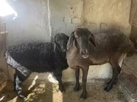 نعجة, الأغنام — الصورة 2