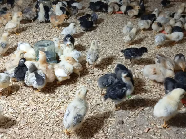 Chickens — Azərbaycan