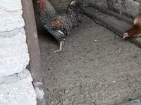 Chickens — photo 6