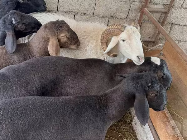 Carnero, Ovejas