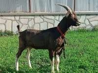 Goat, Toggenburg goat — photo 3