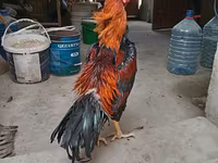 Chickens — photo 4