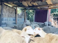 Qoç, Merinoland sheep — foto 4
