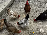 Chickens — الصورة 2