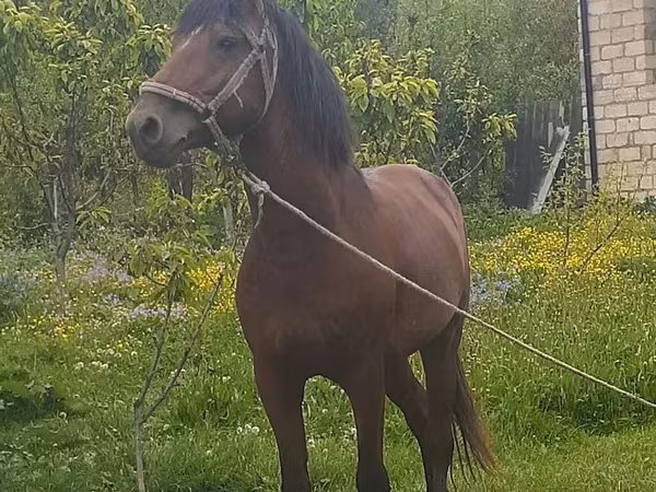 At, Azerbaijan horse