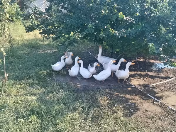 Ducks