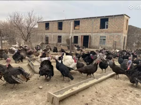 Turkeys — Вірменія