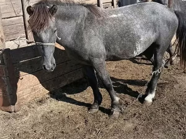 Horse (M), Horses