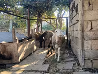 母羊, Sheep — 照片 1