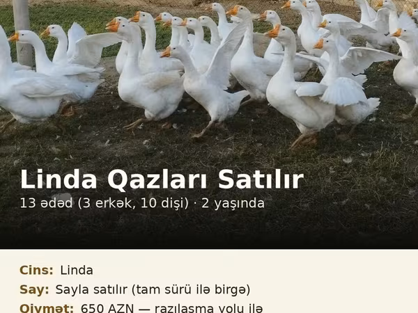 Linda — Azerbaijan