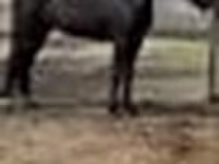 Stute, Orlov Trotter — Foto 4