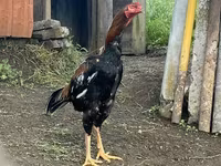 Chickens — photo 2