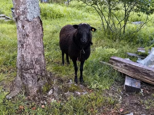 Widder, Romanov sheep