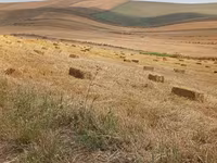 Saman balyaları – düzbucaqlı pres - Yeni biçindən toplanmış, quru və — फ़ोटो 2