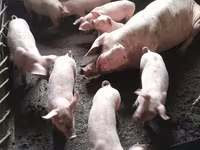 Sow, Pigs — photo 3