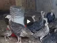 Guinea fowl — photo 2