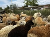 Sheep (batch, sex not specified), Sheep — photo 3