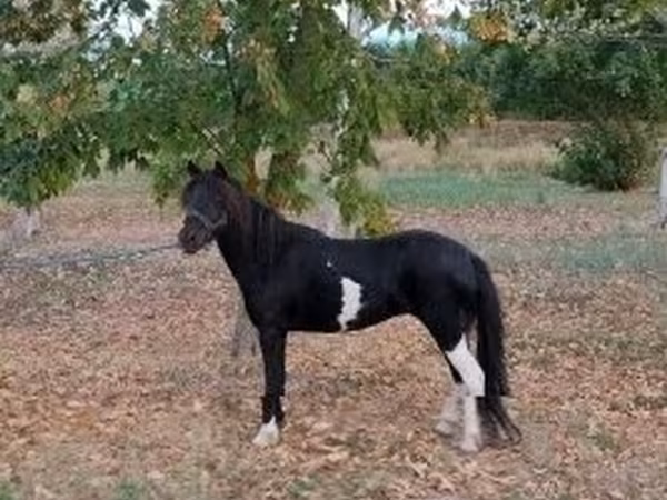 Yegua, Caballos