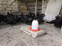 مالينس — الصورة 3